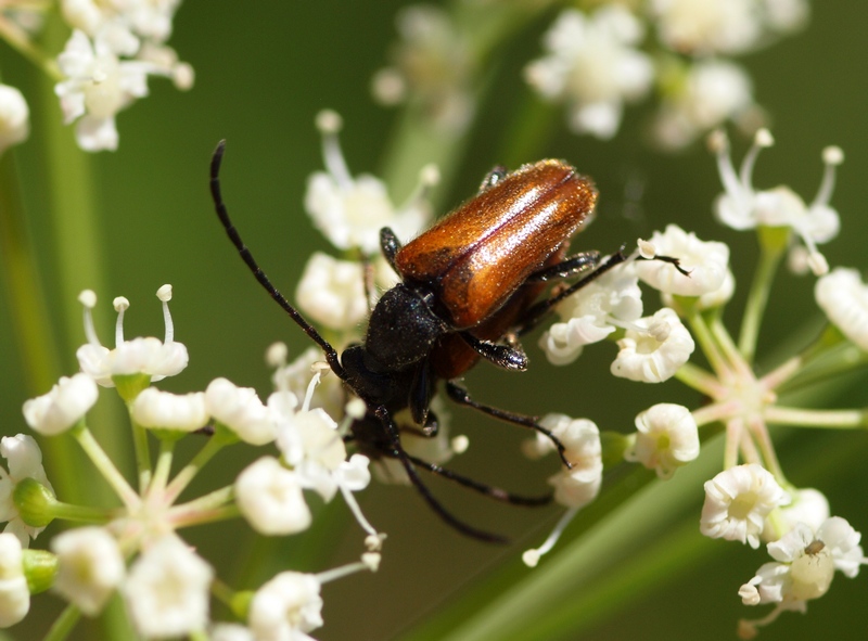 Pseudovadonia livida livida